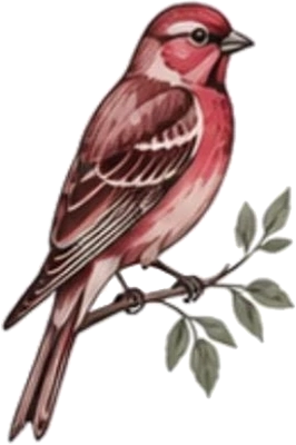 Finch
